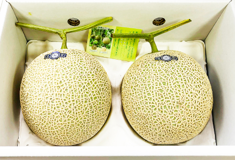 A-1154 【先行予約】青肉アールスメロン（2玉入）【メロン 先行予約 2玉 期間限定 季節限定 果物 フルーツ めろん マスクメロン アールスメロン 糖度14度以上 青肉】