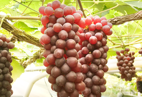 A-1162 糖度14度以上のアムスメロン秀品1玉とデラウェア3房のセット（ギフトBOX)【先行予約 メロン デラウエア 果物 くだもの フルーツ ブドウ ぶどう 葡萄 3房 アムスメロン 秀品 1玉 期間限定 季節限定 早期予約 セット】