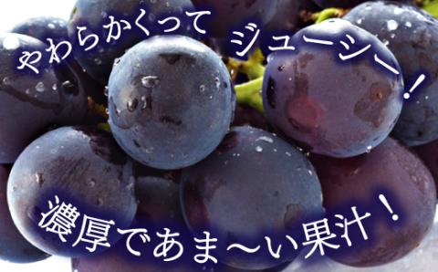 A-1159 【先行予約】朝採れ種なしぶどう 巨峰 1kg【巨峰 種なし 先行予約 ぶどう きょほう ブドウ 1.0kg たねなし 朝採れ 冷蔵 果物 くだもの フルーツ 期間限定 季節限定 早期予約 8月発送】
