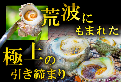 A-1041 日本海の新鮮さざえ　1kg【サザエ 魚介類 魚貝類 貝類 さざえ 新鮮 日本海 山陰沖 佃煮 つぼ焼き おつまみ 冷蔵】