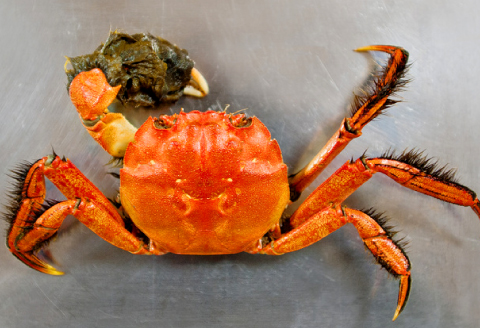 A-1222 水質日本一常連の清流 高津川 真空ゆでがに 6匹【川がに ツガニ 蟹 もくずがに モクズガニ 冷凍 真空 みそ コク 塩ゆで かに汁 一級河川】