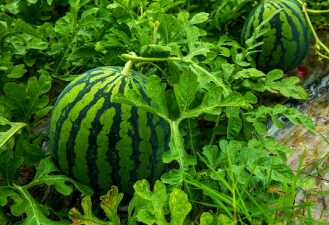 A-1273 【先行予約】益田産 西瓜 1玉【すいか 先行予約 季節限定 期間限定 早期予約 スイカ 果物 くだもの フルーツ】