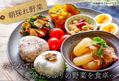 A-198 朝採れ地元 野菜おまかせセット【野菜 やさい おまかせ セット 旬の野菜 四季の旬 春野菜 夏野菜 秋野菜 冬野菜】