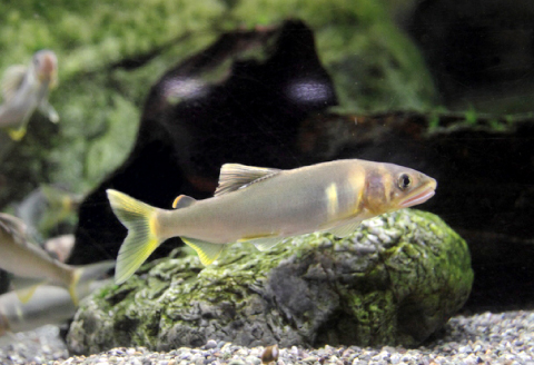 A-496 水質日本一常連の清流　高津川　天然あゆ　500g【天然鮎 500g 魚貝類 魚貝類 魚 川魚 アユ 急速冷凍 高鮮度 冷凍】