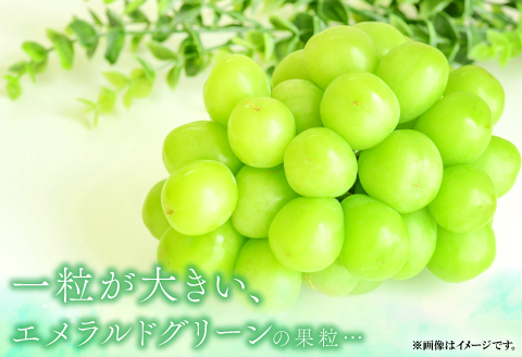 A-834 大粒シャインマスカット　2房入り