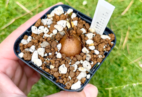 A-962 実生コーデックス(塊根植物)ディオスコレアエレファンティペス1鉢