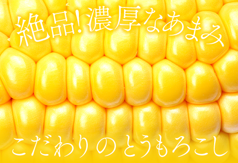 B-1008 ［秋作］朝採れとうもろこし　15本