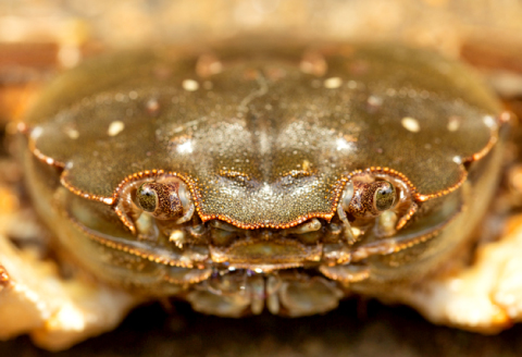 B-1178 水質日本一常連の清流 高津川　天然川がに 1kg