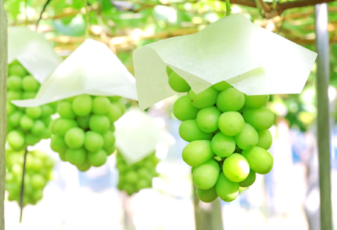 B-1179 冬季シャインマスカット 1kg