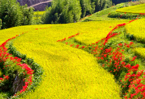 きぬむすめ 20kg【先行予約 米 白米 ごはん お米 20キロ 2025年産 令和7年産】