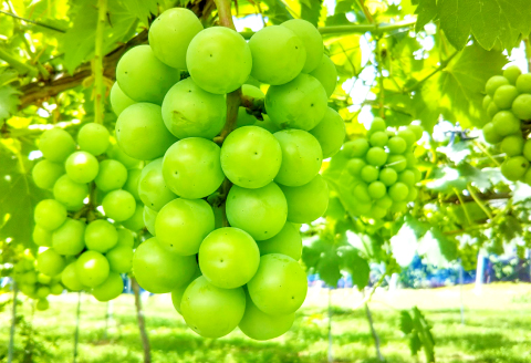 D-1168 益田の美味しいフルーツ定期便（5回）