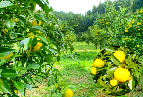 A-716 柚子果汁100（1.8L）【ゆず果汁 100％ 1.8L 1本 業務用 お菓子 調理 調味料 無添加 ゆず酢 美容 健康 ゆず 柚子 果汁 果汁100％ 水炊き お寿司 お刺身 酢の物 ドレッシング お酒 ジュース 常温 ギフト 贈答 プレゼント】