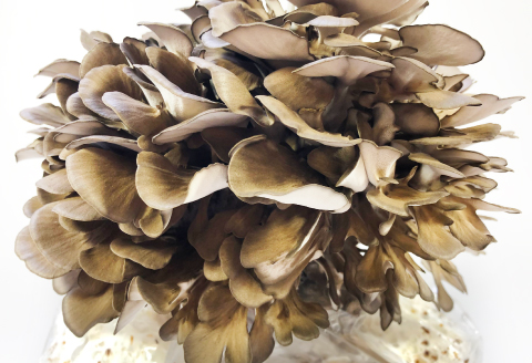 A-532 季の香 まいたけ（800g以上）【野菜 きのこ キノコ 舞茸 まいたけ マイタケ 800g以上 2株 低カロリー 健康 美容 冷蔵】