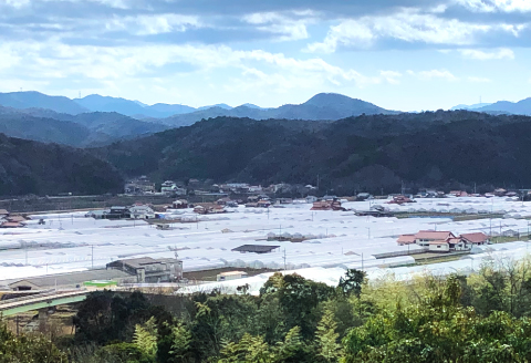 C-537 今が旬！新鮮野菜セット（3回コース）【定期便 定期 3回 野菜 12品以上 季節の野菜 旬 新鮮 おまかせ お楽しみ 詰め合わせ セット 冷蔵】