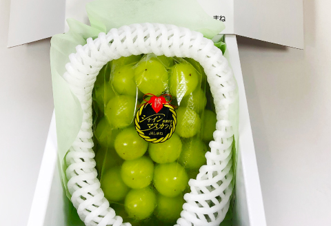 C-698 【先行予約】待ちきれない シャインマスカット （大粒）1房【ぶどう シャインマスカット しゃいんますかっと マスカット 1房 種無し たねなし 皮ごと 大粒 期間限定 季節限定】