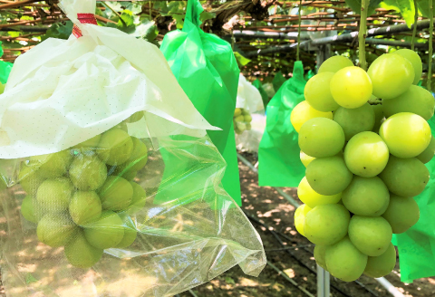 C-699 【先行予約】待ちきれない シャインマスカット 2房【シャインマスカット 先行予約 大粒 しゃいんますかっと マスカット ぶどう 2房 種無し たねなし 皮ごと 期間限定 季節限定】