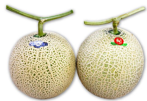 A-702 【先行予約】青肉と赤肉のアールスメロンセット【メロン 食べ比べ 先行予約 期間限定 季節限定 果物 フルーツ メロン めろん マスクメロン アールスメロン 各1玉 メロン 赤肉 青肉】