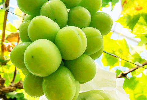 B-541 【先行予約】大粒 シャインマスカット　1房【ぶどう シャインマスカット 1房 しゃいんますかっと 種なし たねなし 皮ごと 大粒 先行予約 期間限定 季節限定】