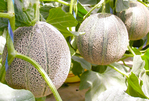 A-546 【先行予約】今年もおいしい『アムスメロン2玉』【メロン 2玉 先行予約 期間限定 季節限定 早期予約 果物 くだもの フルーツ めろん アムスメロン 夏作 青肉】