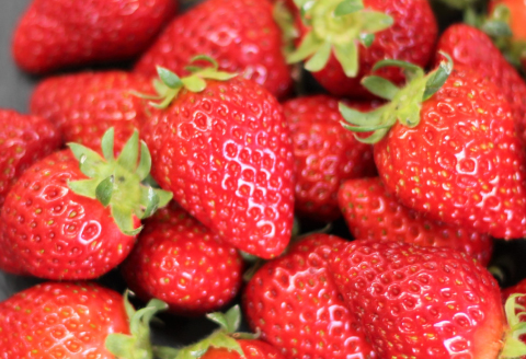 B-26 早出し 美都いちご（ギフトBOX）