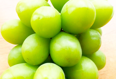 A-630 椋ぶどう園の大粒種なし シャインマスカット 1房（600g程度）【シャインマスカット 2026予約 先行予約 果物 くだもの フルーツ ブドウ ぶどう 葡萄 しゃいんますかっと マスカット 大粒 種なし 期間限定 季節限定 早期予約】