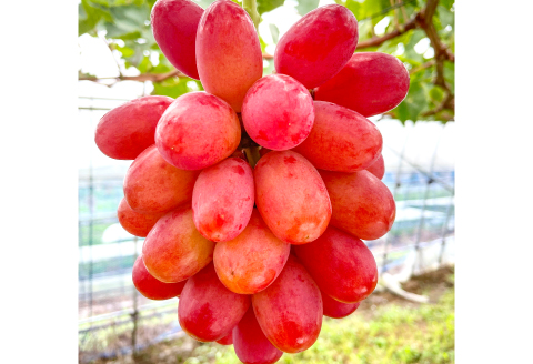 D-857 しんく！シンク！神紅！2房入り1.2kg以上【先行予約 神紅 2房 島根県オリジナル品種 高糖度 皮ごと 種なし ぶどう ブドウ 葡萄 果物 くだもの フルーツ 数量限定 季節限定 ギフト 贈り物 贈答】