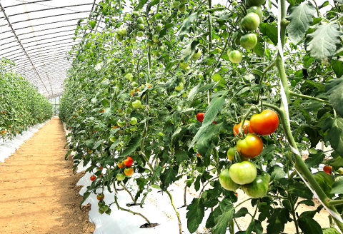 C-864 今が旬！新鮮野菜定期便(6回コース)【定期便 野菜 6回コース 詰め合わせ お楽しみ 定期 7品目～10品目 セット 旬 新鮮 冷蔵 食品 季節の野菜 おまかせ やさい】