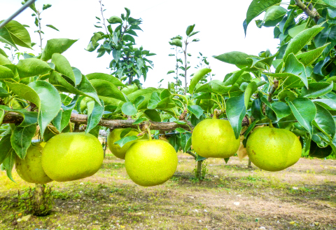 A-937 【先行予約】瑞秋梨　2㎏【梨 先行予約 瑞秋梨 2㎏ 6玉位 果物 くだもの フルーツ なし 旬 8月下旬～9月下旬発送 期間限定 季節限定 ギフト 贈り物】