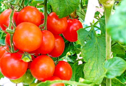 A-949 ミニトマト(サマー千果)1.5㎏