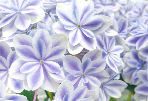 A-979 島根県オリジナルアジサイ「万華鏡」ブルー(5寸鉢)　1鉢