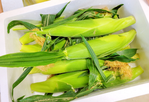 A-986 味来コーン　10本入り