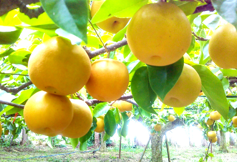 D-948 【先行予約】益田のおいしい果物 定期便(3回コース)【先行予約 シャインマスカット 2kg 赤梨 5kg アールスメロン 3～5玉 定期便 3回 お楽しみ マスカット 大粒 種なし 皮ごと梨 豊水梨 新興梨 新高梨 メロン 高級 高糖度 ギフト 贈答 贈り物 お歳暮 果物 くだもの フルーツ】