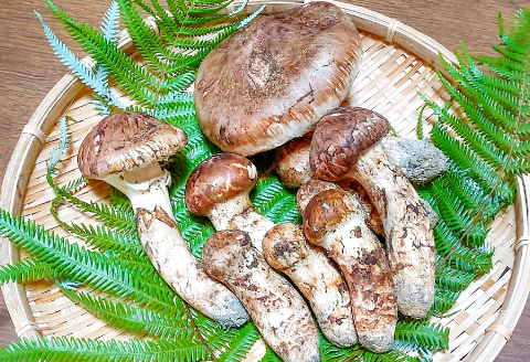 F-951 国産まつたけ　500ｇ