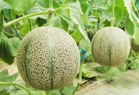 A-971 絶品糖度14度以上のアムスメロンとアムスメロンのお酒セット【先行予約 メロン めろん アムスメロン 1玉 メロンのお酒 300ml 1本 セット 糖度14度以上 早期予約 季節限定 期間限定 果物 くだもの フルーツ あむめろ 酒 メロン酒 フルーツ酒 アムス アルコール度数 8度】