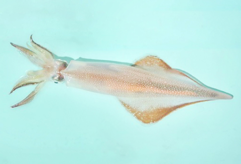 A-1043 日本海の新鮮いか　500g【魚貝類 魚介類 イカ あおりいか やりいか 真いか 白いか 甲いか 旬なもの 新鮮 冷蔵】