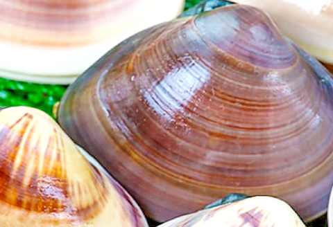 B-1046 びっくり大きい日本海の新鮮はまぐり (1kg)【先行予約 魚貝類 魚介類 日本海 ハマグリ 蛤 はまぐり 冷蔵 期間限定 季節限定 早期予約】