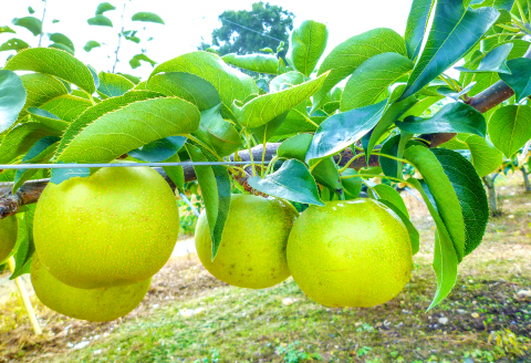 A-681 訳あり梨 5kg（規格外・家庭用）【先行予約 数量限定 期間限定 季節限定 幸水 豊水 新高 新興 瑞秋 訳あり 梨 5kg 果物 フルーツ 梨 なし わけあり 家庭用 不揃い 規格外】