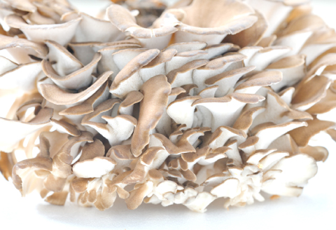 A-1063 朝採れ株舞茸 約1.2kg（約400g×3株）【野菜 きのこ キノコ 舞茸 まいたけ マイタケ 約1.2kg 約400g 3株 朝採れ 美味しい おいしい 健康食材】