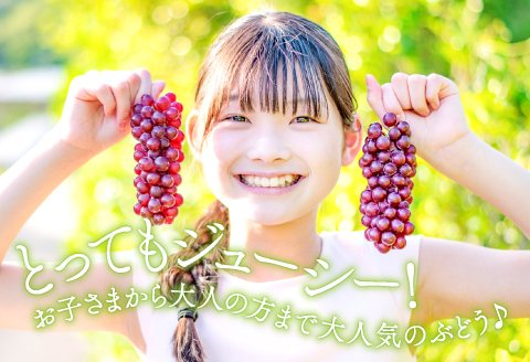 C-560 早出し 椋さんのこだわり デラウェア 2kg【先行予約 デラウエア 10～12房 果物 くだもの フルーツ ブドウ ぶどう 葡萄 期間限定 季節限定 早期予約】