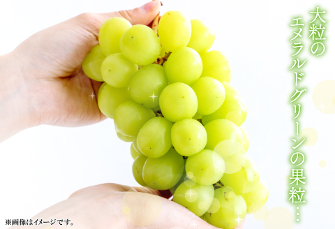 D-524 【先行予約】甘くて美味しい シャインマスカット 5kg（6～12房）【ぶどう 先行予約 ぶどうシャインマスカット シャインマスカット しゃいんますかっと 葡萄 ブドウ マスカット 5.0kg 6房～12房 種なし たねなし 皮ごと 大粒 紙袋付き おすそわけ 期間限定 季節限定 8月中旬～9月下旬発送】