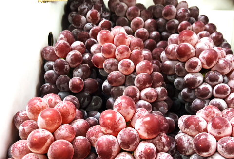 C-544 【先行予約】待ちきれないデラウエア 2kg【デラウェア 島根 先行予約 期間限定 季節限定 早期予約 果物 くだもの フルーツ 葡萄 ブドウ ぶどう】