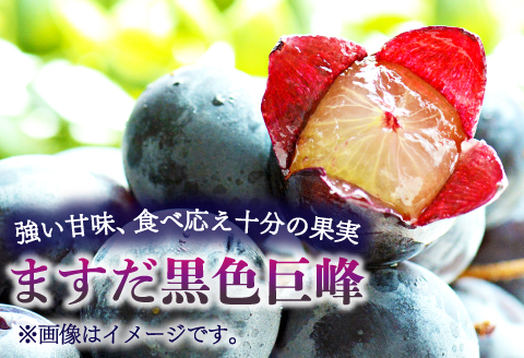 B-1001 【先行予約】朝採れ種なしぶどう 巨峰 2kg【巨峰 種なし ぶどう きょほう 先行予約 2キロ たねなし 朝採れ 冷蔵 期間限定 季節限定 8月発送】