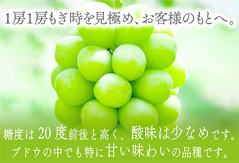 C-680 【先行予約】絶対鮮度！農家直送の シャインマスカット 3～4房（2kg以上）【先行予約 ぶどう シャインマスカット しゃいんますかっと マスカット 3～4房 2.0kg以上 2キロ以上 2kg以上 2kg 鮮度抜群 種なし たねなし 皮ごと 大粒 朝採れ こだわり 期間限定 季節限定 9月上旬～10月上旬発送】
