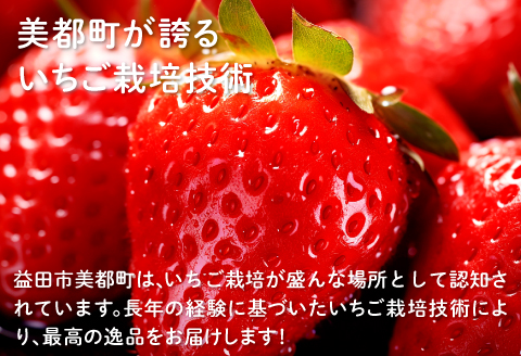 A-536 美都いちご（350g×2パック）