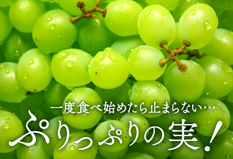 B-542 【先行予約】 シャインマスカット　2房【ぶどう シャインマスカット 種なし 先行予約 しゃいんますかっと 2房 たねなし 皮ごと 大粒 期間限定 季節限定】