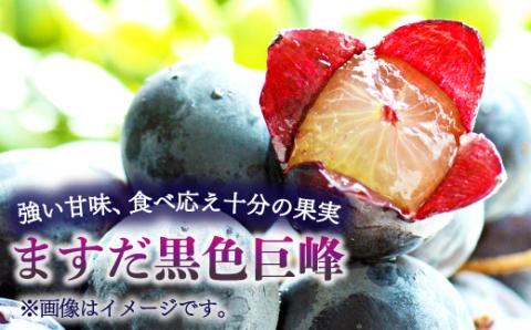 A-1159 【先行予約】朝採れ種なしぶどう 巨峰 1kg【巨峰 種なし 先行予約 ぶどう きょほう ブドウ 1.0kg たねなし 朝採れ 冷蔵 果物 くだもの フルーツ 期間限定 季節限定 早期予約 8月発送】