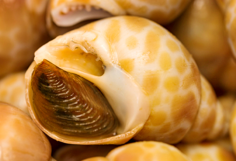 A-1042 日本海の新鮮ばい貝　1kg【魚介類 魚貝類 貝類 バイ貝 1kg 新鮮 日本海 おつまみ 煮付け バター焼き 酒蒸し 刺身 高タンパク 低脂肪 冷蔵】