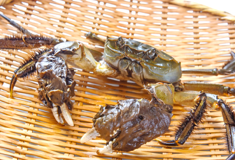 A-1177 水質日本一常連の清流 高津川　天然川がに 750g