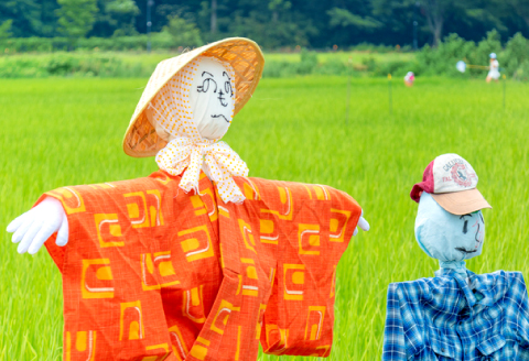 きぬむすめ 10kg【先行予約 米 白米 ごはん お米 10キロ 2025年産 令和7年産】