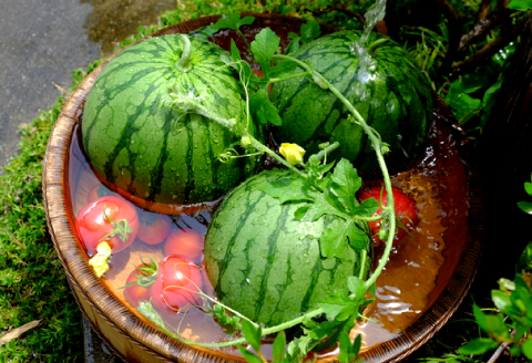 A-1273 【先行予約】益田産 西瓜 1玉【すいか 先行予約 季節限定 期間限定 早期予約 スイカ 果物 くだもの フルーツ】